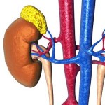 Строение и расположение печени в организме человека Строение и расположение печени в организме человека