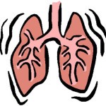 Строение и расположение печени в организме человека Строение и расположение печени в организме человека