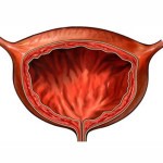 Строение и расположение печени в организме человека Строение и расположение печени в организме человека