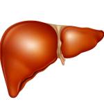 Строение и расположение печени в организме человека Строение и расположение печени в организме человека