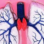 Строение и расположение печени в организме человека Строение и расположение печени в организме человека