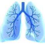 Строение и расположение печени в организме человека Строение и расположение печени в организме человека