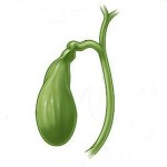 Строение и расположение печени в организме человека Строение и расположение печени в организме человека