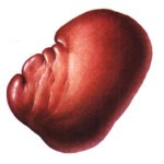 Строение и расположение печени в организме человека Строение и расположение печени в организме человека