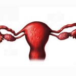 Строение и расположение печени в организме человека Строение и расположение печени в организме человека