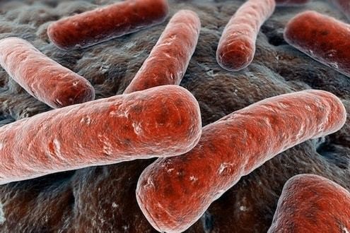 Что такое анализ кала на дисбактериоз? Что такое анализ кала на дисбактериоз?