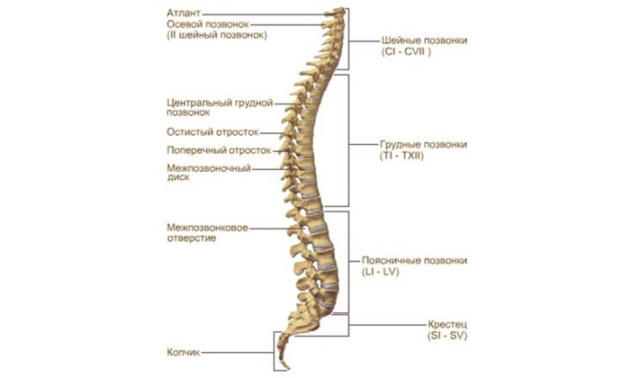 Снимок позвоночника Снимок позвоночника