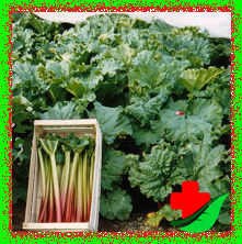 Применение отвара корня ревеня для лечения гепатита Применение отвара корня ревеня для лечения гепатита