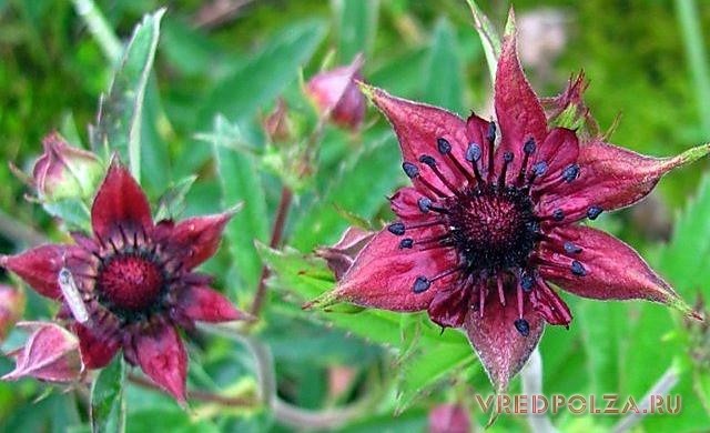 Сабельник: полезные свойства и противопоказания к применению для суставов Сабельник: полезные свойства и противопоказания к применению для суставов