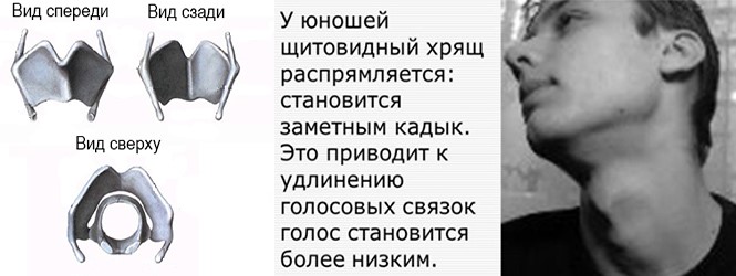 Анатомия гортани, функциональность хрящей Анатомия гортани, функциональность хрящей