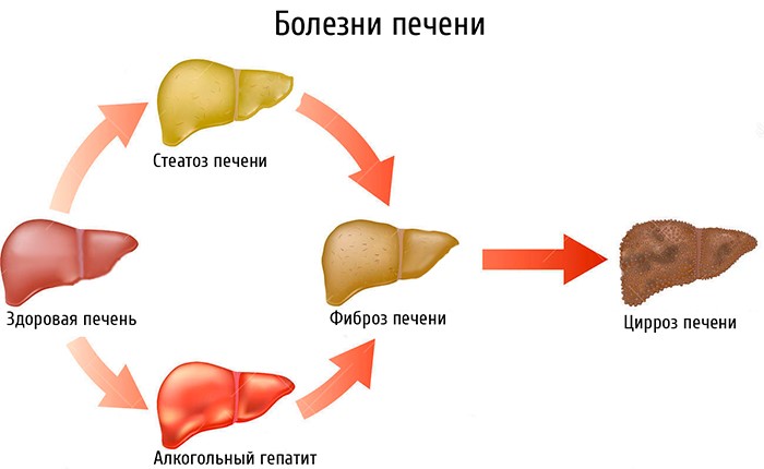 С какой стороны находится печень у человека? С какой стороны находится печень у человека?