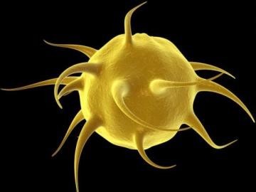 Причины снижения количества и среднего объема тромбоцитов в крови Причины снижения количества и среднего объема тромбоцитов в крови