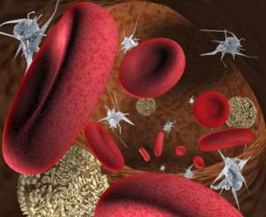 Причины снижения количества и среднего объема тромбоцитов в крови Причины снижения количества и среднего объема тромбоцитов в крови