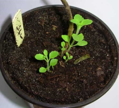 Стевия в качестве сахарозаменителя Стевия в качестве сахарозаменителя