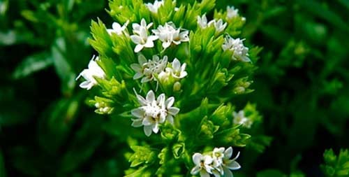 Стевия в качестве сахарозаменителя Стевия в качестве сахарозаменителя