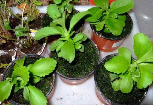 Стевия в качестве сахарозаменителя Стевия в качестве сахарозаменителя