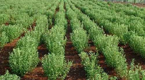 Стевия в качестве сахарозаменителя Стевия в качестве сахарозаменителя