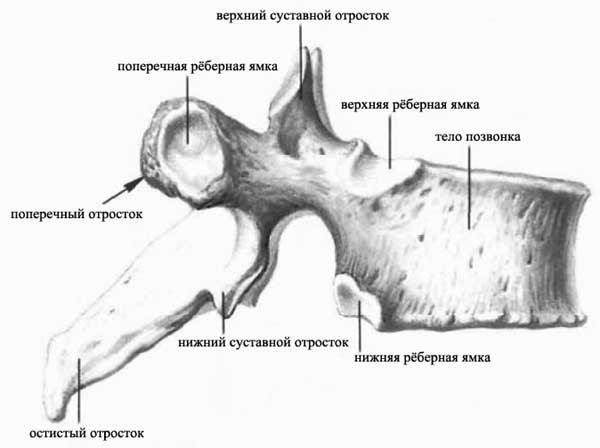 Строение позвоночника человека схема Строение позвоночника человека схема