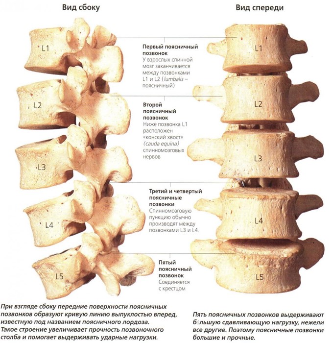 Строение позвоночника человека схема Строение позвоночника человека схема