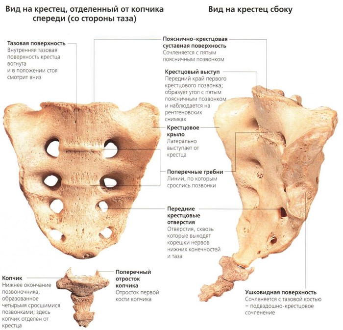 Строение позвоночника человека схема Строение позвоночника человека схема