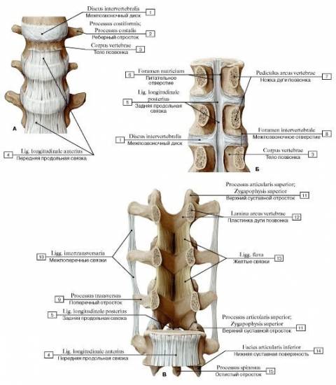 Строение позвоночника человека схема Строение позвоночника человека схема