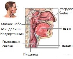 Функция миндалин. Кому показана тонзиллэктомия? Функция миндалин. Кому показана тонзиллэктомия?