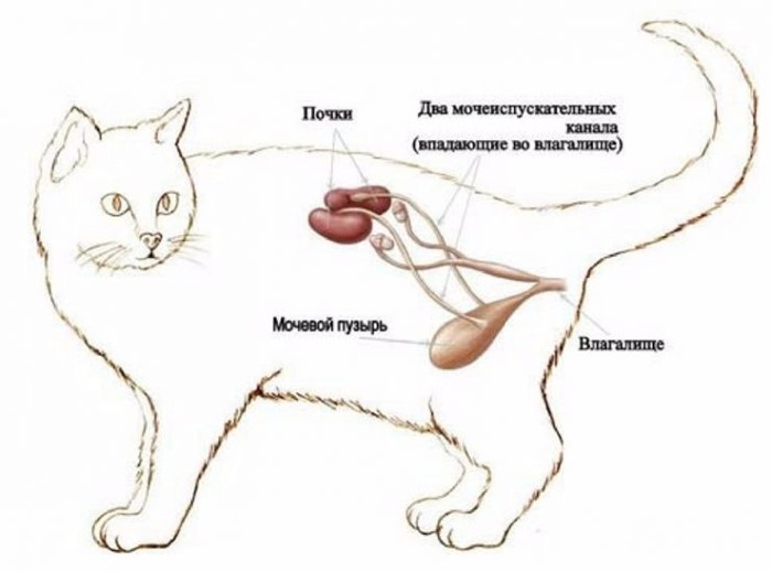 Что делать когда отказали почки? Что делать когда отказали почки?
