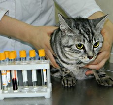 Что делать когда отказали почки? Что делать когда отказали почки?