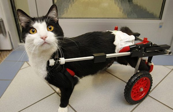 Основы диеты при гастрите атрофическом Основы диеты при гастрите атрофическом