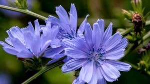 Хронический панкреатит: возможное лечение народными средствами Хронический панкреатит: возможное лечение народными средствами