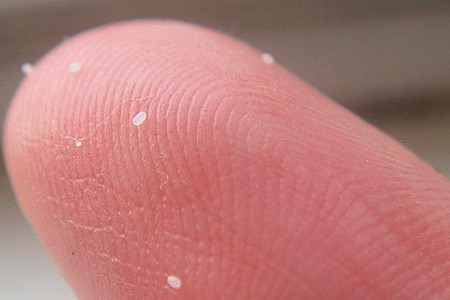 Как выглядят яйца глистов? Как выглядят яйца глистов?