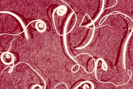 Как выглядят яйца глистов? Как выглядят яйца глистов?