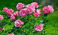 Что делать при запоре у ребенка 2 года: на каком лечении остановиться Что делать при запоре у ребенка 2 года: на каком лечении остановиться