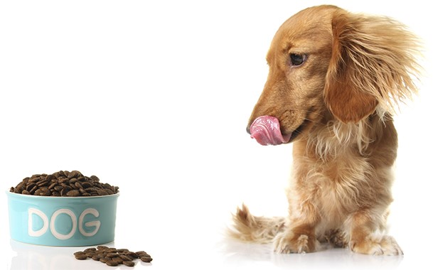 Запор у щенка Запор у щенка