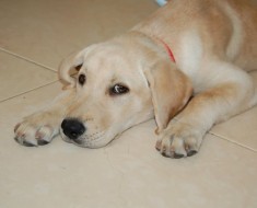 Запор у щенка Запор у щенка