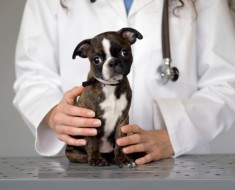 Запор у щенка Запор у щенка