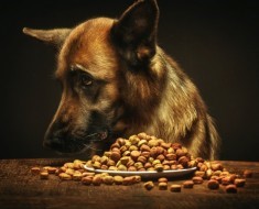 Запор у щенка Запор у щенка