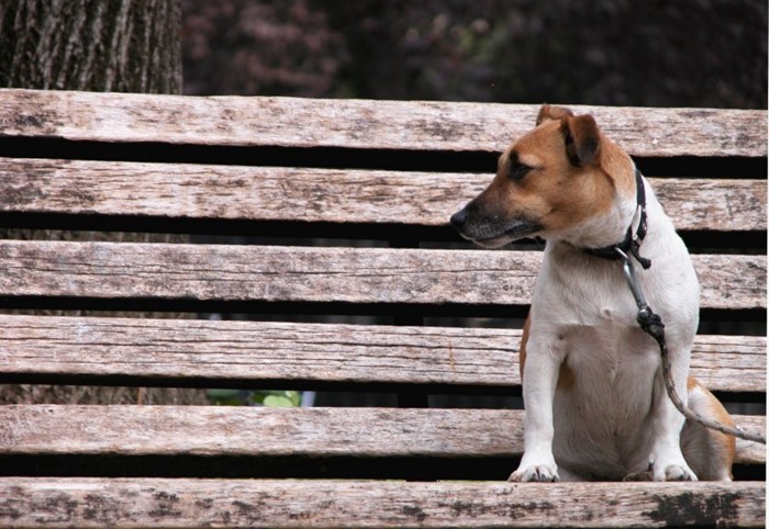 Запор у щенка Запор у щенка