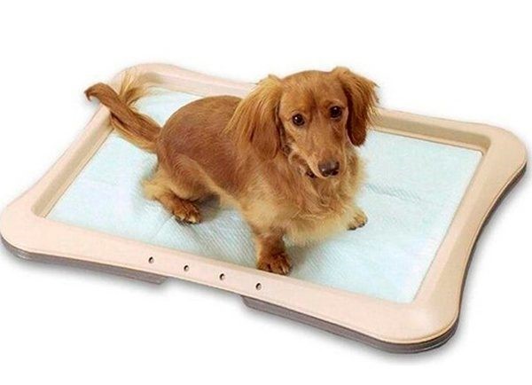 Запор у щенка Запор у щенка