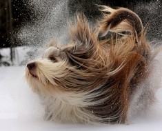 Запор у щенка Запор у щенка