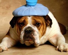 Запор у щенка Запор у щенка