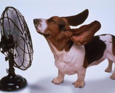 Запор у щенка Запор у щенка