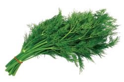 Можно ли считать бронхит заразным? Можно ли считать бронхит заразным?