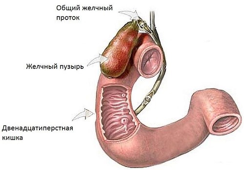 Симптомы холестаза - застоя желчи в желчном пузыре Симптомы холестаза - застоя желчи в желчном пузыре