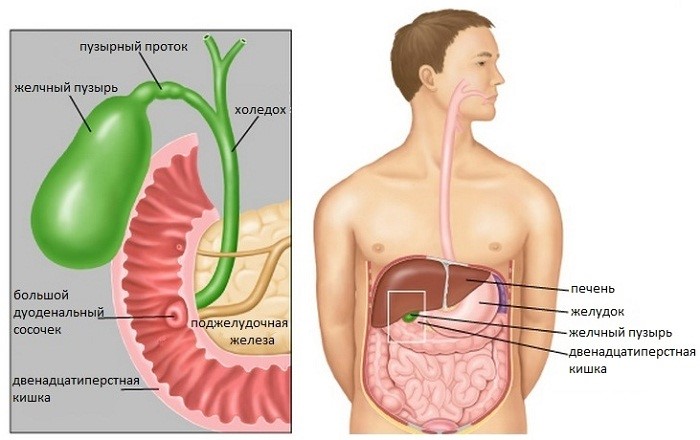 Как обычно болит желчный пузырь у человека: симптомы Как обычно болит желчный пузырь у человека: симптомы